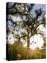 Tollhouse Ranch, Caliente, California: Rolling Green Hills and Oak Trees of the Tollhouse Ranch.-Ian Shive-Stretched Canvas