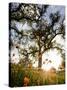 Tollhouse Ranch, Caliente, California: Rolling Green Hills and Oak Trees of the Tollhouse Ranch.-Ian Shive-Stretched Canvas