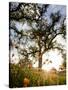 Tollhouse Ranch, Caliente, California: Rolling Green Hills and Oak Trees of the Tollhouse Ranch.-Ian Shive-Stretched Canvas