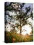 Tollhouse Ranch, Caliente, California: Rolling Green Hills and Oak Trees of the Tollhouse Ranch.-Ian Shive-Stretched Canvas