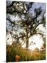Tollhouse Ranch, Caliente, California: Rolling Green Hills and Oak Trees of the Tollhouse Ranch.-Ian Shive-Mounted Photographic Print