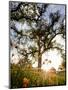 Tollhouse Ranch, Caliente, California: Rolling Green Hills and Oak Trees of the Tollhouse Ranch.-Ian Shive-Mounted Photographic Print