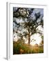 Tollhouse Ranch, Caliente, California: Rolling Green Hills and Oak Trees of the Tollhouse Ranch.-Ian Shive-Framed Photographic Print