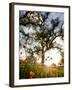 Tollhouse Ranch, Caliente, California: Rolling Green Hills and Oak Trees of the Tollhouse Ranch.-Ian Shive-Framed Photographic Print