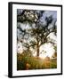 Tollhouse Ranch, Caliente, California: Rolling Green Hills and Oak Trees of the Tollhouse Ranch.-Ian Shive-Framed Photographic Print