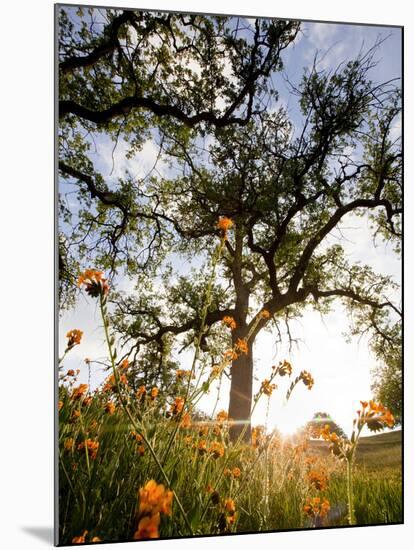 Tollhouse Ranch, Caliente, California: Rolling Green Hills and Oak Trees of the Tollhouse Ranch.-Ian Shive-Mounted Photographic Print