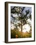 Tollhouse Ranch, Caliente, California: Rolling Green Hills and Oak Trees of the Tollhouse Ranch.-Ian Shive-Framed Photographic Print