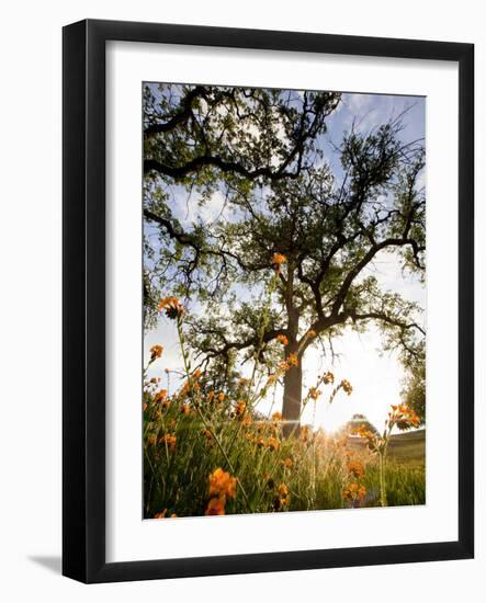 Tollhouse Ranch, Caliente, California: Rolling Green Hills and Oak Trees of the Tollhouse Ranch.-Ian Shive-Framed Photographic Print