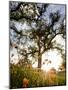 Tollhouse Ranch, Caliente, California: Rolling Green Hills and Oak Trees of the Tollhouse Ranch.-Ian Shive-Mounted Photographic Print