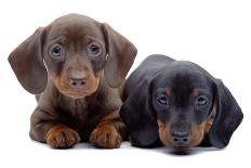Portrait of Two Puppies of Dachshund-toloubaev-Stretched Canvas