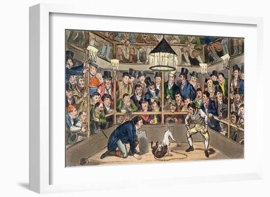 Tom and Jerry Sporting Their Blunt on the Phenomenon Monkey, Jacco Macacco, at the Westminster Pit-I. Robert & George Cruikshank-Framed Giclee Print