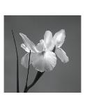 Orchid Spray I-Tom Artin-Art Print