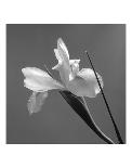 Orchid Spray I-Tom Artin-Art Print