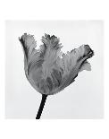 Parrot Tulip I-Tom Artin-Art Print