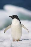 Adelie Penguin, Close-Up-Tom Brakefield-Stretched Canvas