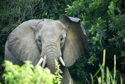Angry elephant in Uganda's Murchison Falls National Park, Uganda, Africa