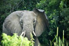 Angry elephant in Uganda's Murchison Falls National Park, Uganda, Africa-Tom Broadhurst-Framed Photographic Print