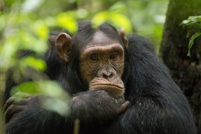 Glum looking adolescent chimpanzee at Kibale Forest National Park, Uganda, Africa