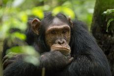 Glum looking adolescent chimpanzee at Kibale Forest National Park, Uganda, Africa-Tom Broadhurst-Photographic Print
