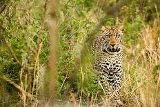Leopard in Uganda's Murchison Falls National Park, Uganda, Africa-Tom Broadhurst-Photographic Print