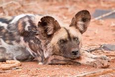 Postprandial African wild dog, Madikwe Game Reserve, South Africa, Africa-Tom Broadhurst-Photographic Print