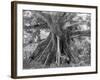 Tom Cringle's Cotton Tree, Spanish Town Road, Jamaica, C1905-Adolphe & Son Duperly-Framed Giclee Print