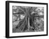 Tom Cringle's Cotton Tree, Spanish Town Road, Jamaica, C1905-Adolphe & Son Duperly-Framed Giclee Print