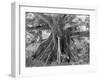 Tom Cringle's Cotton Tree, Spanish Town Road, Jamaica, C1905-Adolphe & Son Duperly-Framed Giclee Print