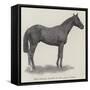 Tom Cringle, Winner of the Ascot Stakes-null-Framed Stretched Canvas