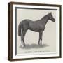 Tom Cringle, Winner of the Ascot Stakes-null-Framed Giclee Print