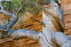 USA, Wyoming. Gnarled and twisted pine tree.-Tom Haseltine-Photographic Print