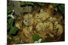 Wood Mount