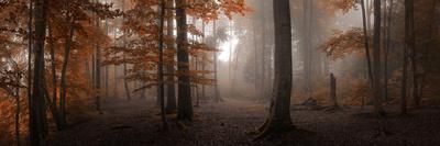 Frosty morning at the river-Tom Meier-Photographic Print