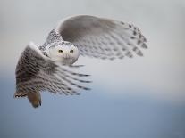 Snowy Owl in Flight-Tom Middleton-Stretched Canvas