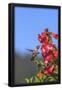 Essential Black