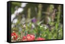 Canvas Black