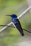 Belize, Central America. White-necked Jacobin. Feeding at Chan Chick Ecolodge.-Tom Norring-Photographic Print