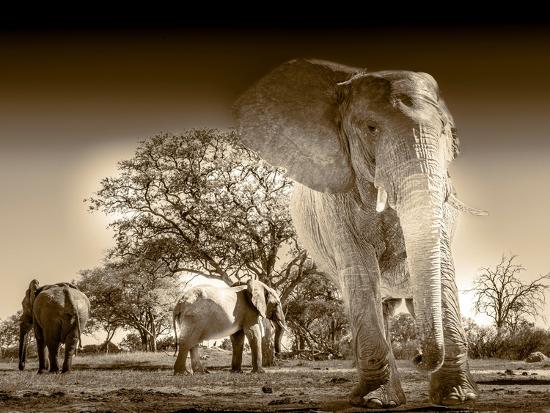Premium Photographic Print, , large