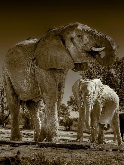 Premium Photographic Print, , large