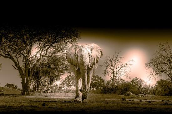 Premium Photographic Print, , large