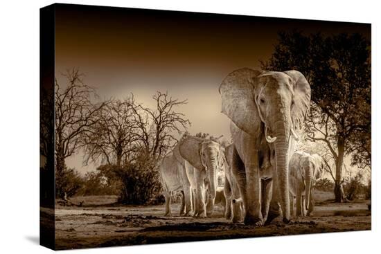 Stretched Canvas Print, , large