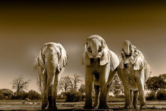 Photographic Print, , large