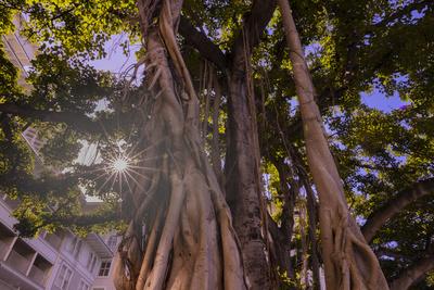 Majestic old Banyan tree with sunstar. Waikiki, Oahu, Hawaii.