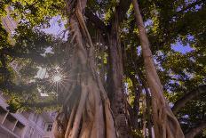 Majestic old Banyan tree with sunstar. Waikiki, Oahu, Hawaii.-Tom Norring-Photographic Print