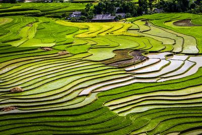 Vietnam . Rice paddies in the highlands of Sapa.