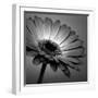 White Frame
