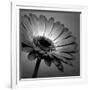 Gramercy White