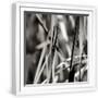 White Frame