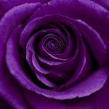 Purple Flower on Black 02-Tom Quartermaine-Giclee Print