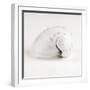 White Frame